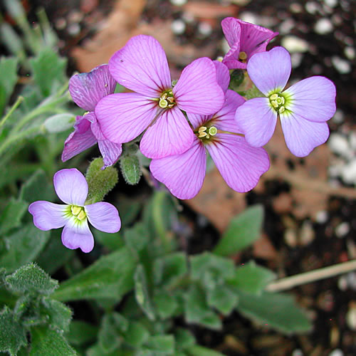 Aubrieta deltoidea Dr Mules